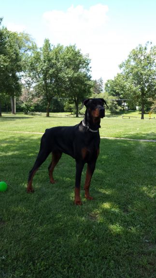 Yet another Posting Yelp for Help!  Doberman Forum : Doberman Breed Dog  Forums